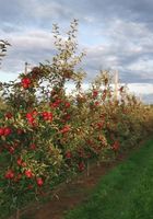Сезонна робота в Німеччині: працівники на збір фруктів.... Оголошення Bazarok.ua