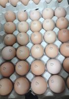 Інкубаційне яйце бройлера для інкубації... Оголошення Bazarok.ua