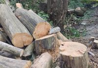 Удаление, спил аварийных деревьев любой сложности, возможен выезд в... Оголошення Bazarok.ua