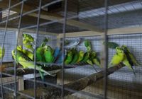 продам хвилястих попугаів... Оголошення Bazarok.ua