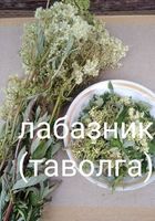 Таволга. Лабазник... Оголошення Bazarok.ua