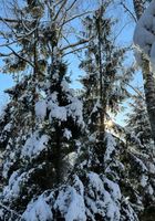 Зимовий відпочинок в санаторію Березовий гай... Оголошення Bazarok.ua