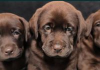 Labrador Retriever Elite Puppies Элітні Цуценята Розплідника Лабрадор Ретрівер... Объявления Bazarok.ua