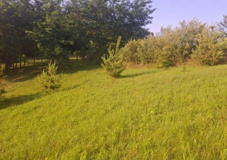 Земельна ділянка продаж Лесники... Объявления Bazarok.ua