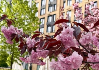 Квартира 1-кімн. продаж Киев, Шевченковский &ndash; 37 м&sup2;... Оголошення Bazarok.ua